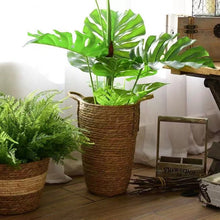 Load image into Gallery viewer, Hayden Tall Planters by Allthingscurated come in 3 sizes. Hand-woven using natural seagrass and comes with handles for easy transportation.