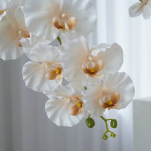Load image into Gallery viewer, Silk Phalaenopsis Orchids by Allthingscurated feature dynamic blooms with vivid details and texture that will add a touch of understated elegance and charm to your living space. These graceful beauties come in 5 mesmerizing colors.