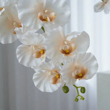 Load image into Gallery viewer, Silk Phalaenopsis Orchids by Allthingscurated feature dynamic blooms with vivid details and texture that will add a touch of understated elegance and charm to your living space. These graceful beauties come in 5 mesmerizing colors.
