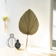 Load image into Gallery viewer, Set of 5 Natural Dried Palm Leaves by Allthingscurated is made of 100% natural palm leaves. Display them in a large vase or jar to create a bold statement and add a touch of tropical vibes to your home. They are perfect for turning your home into an exotic, tropical oasis.
