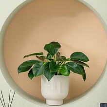 Load image into Gallery viewer, Kai Ceramic Planters

